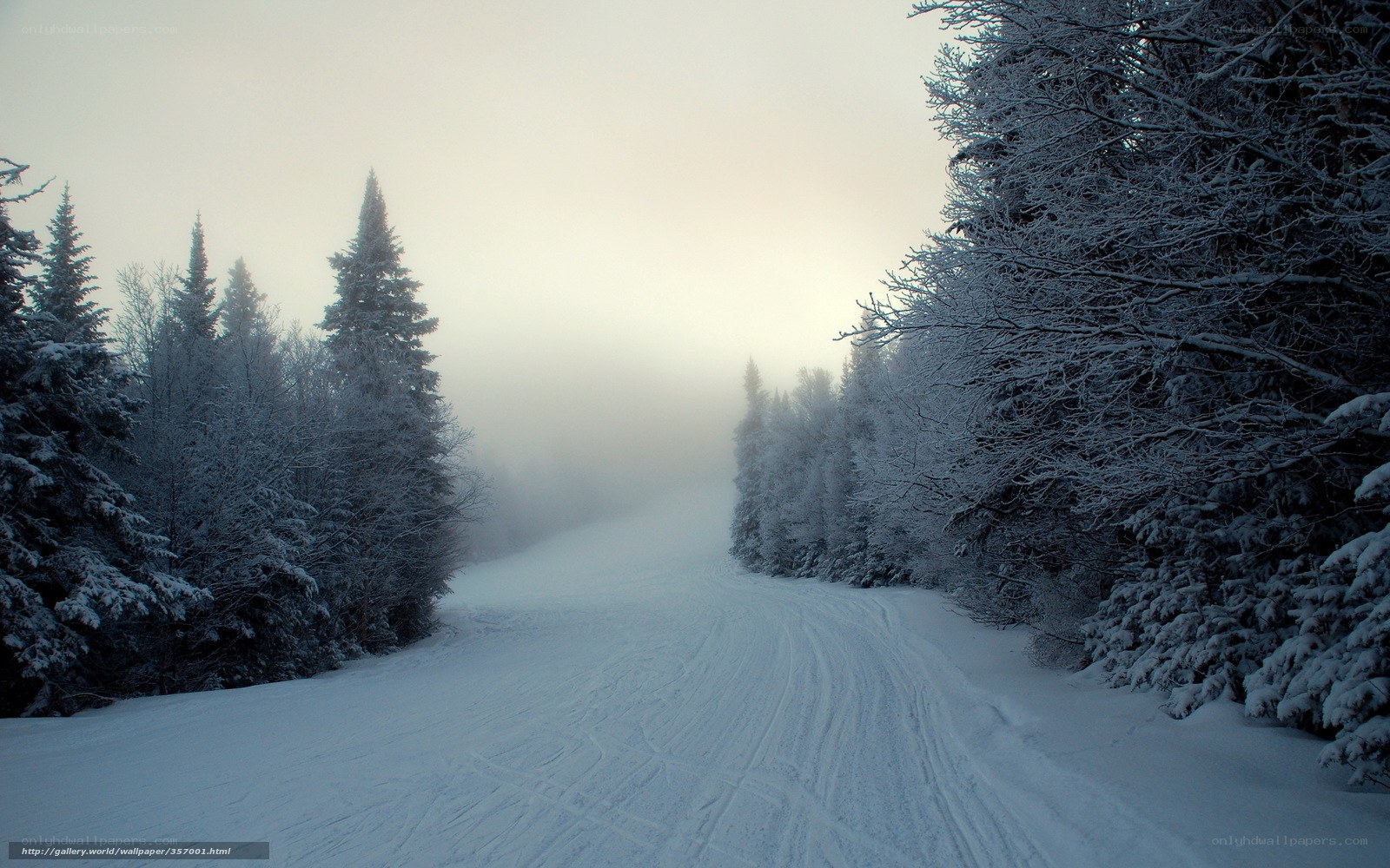Snowy forest path in fog