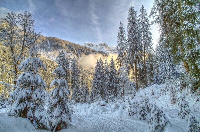 Snowy forest path in mountains
