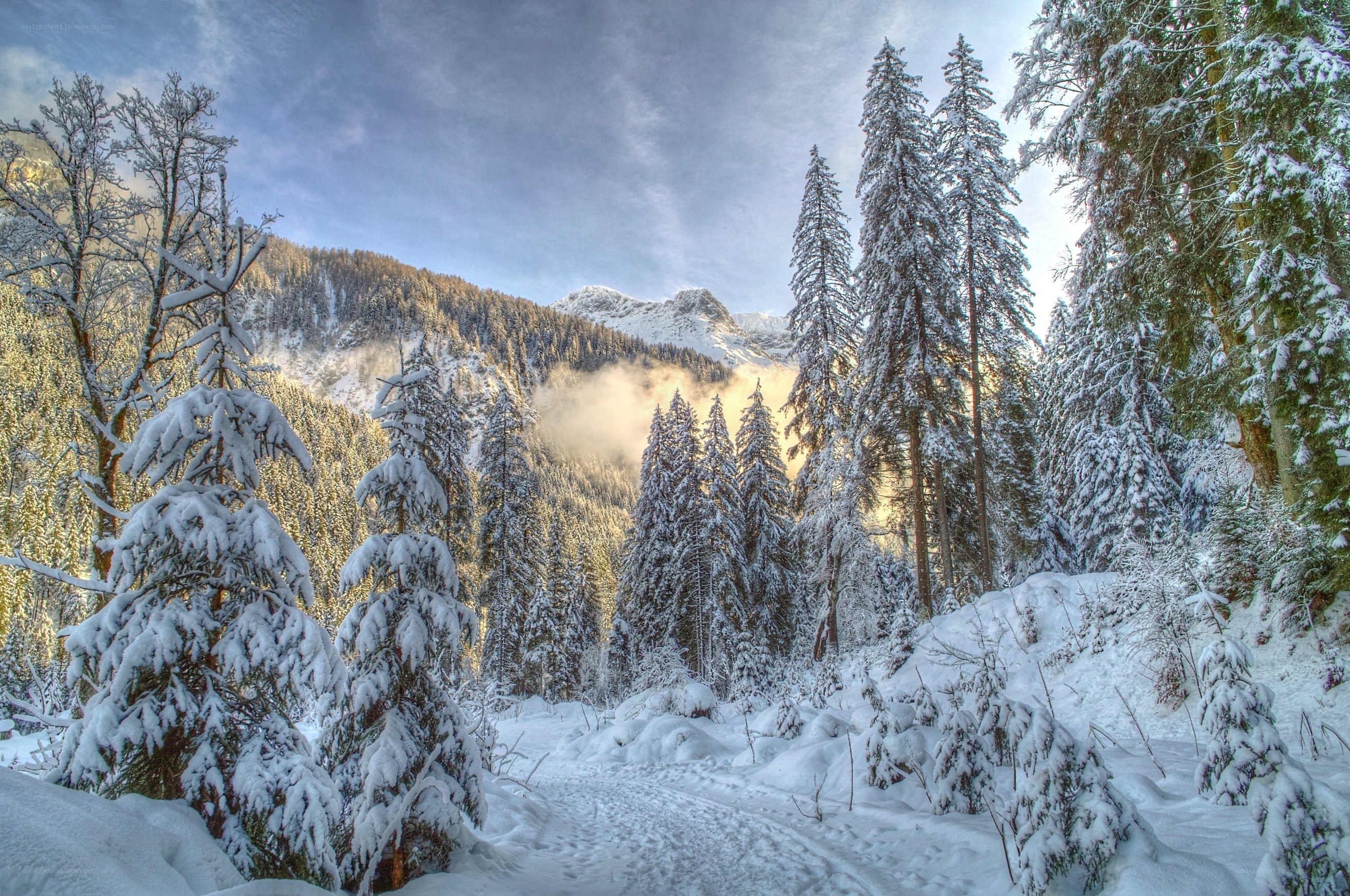 Snowy forest path in mountains