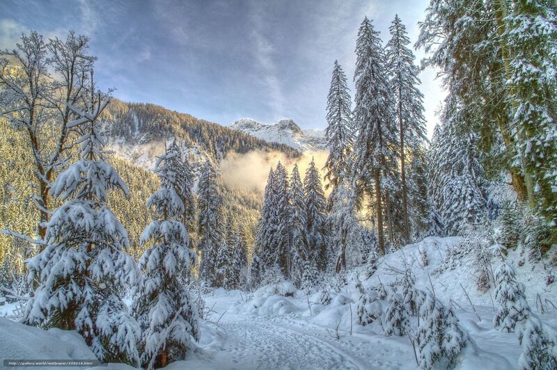Snowy forest path in mountains