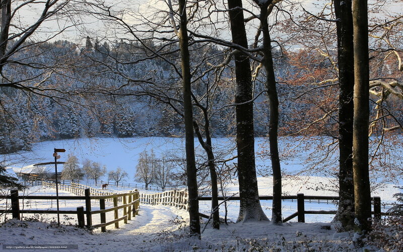 Snowy forest path in winter