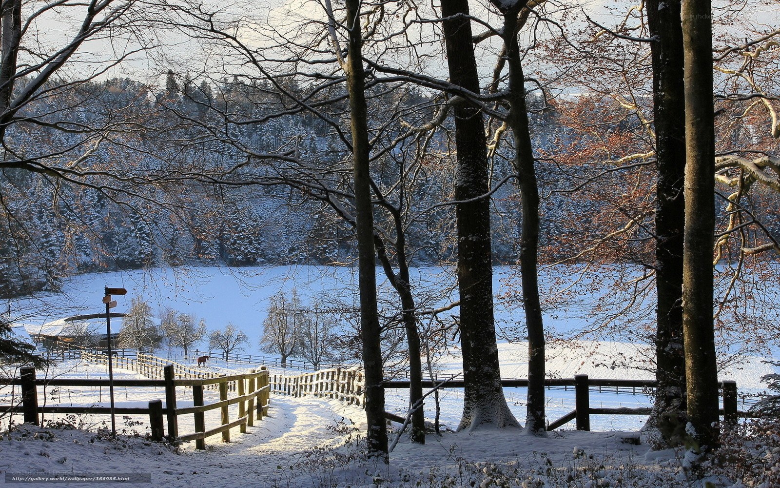 Snowy forest path in winter