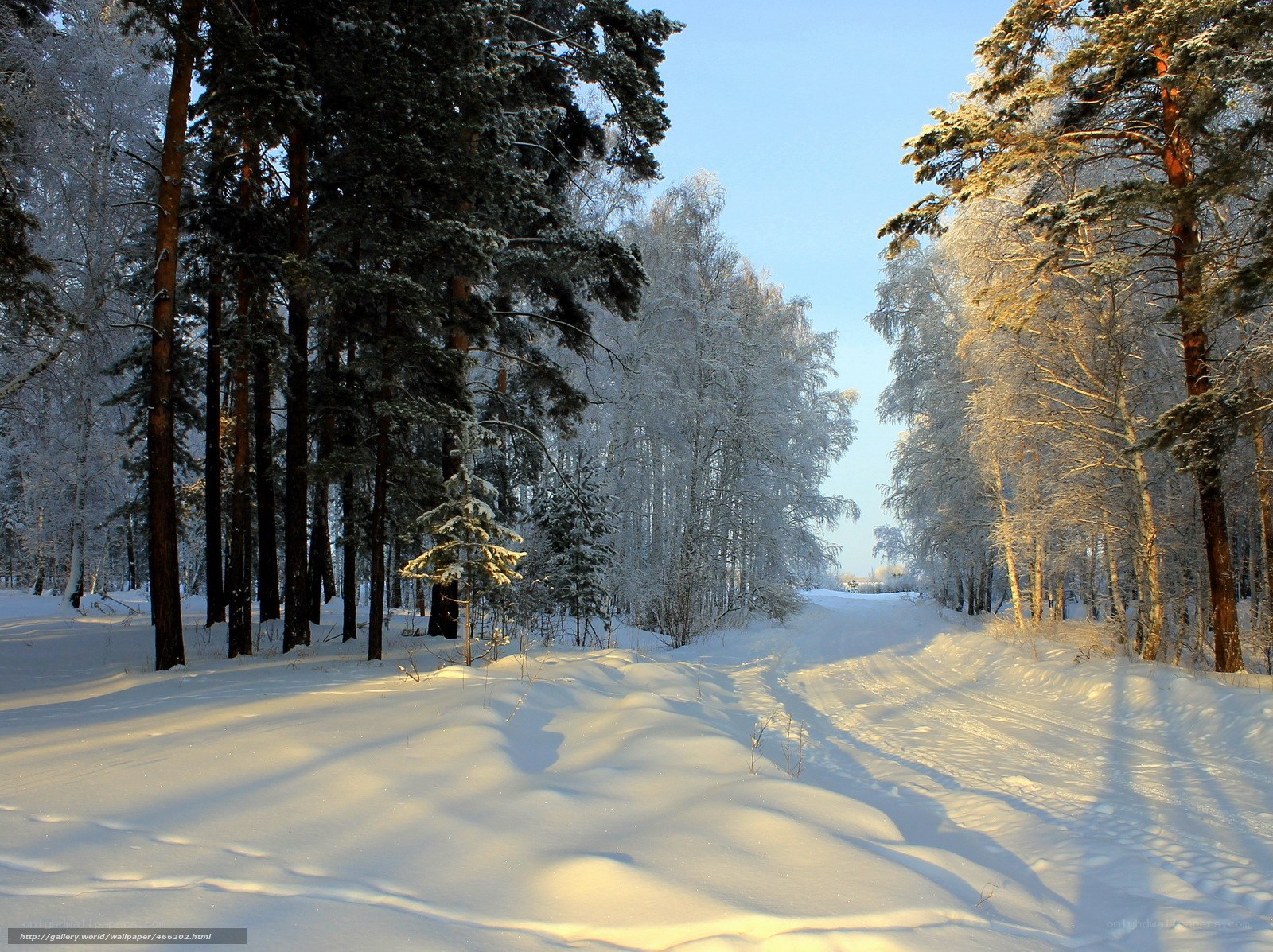 Snowy forest path in winter