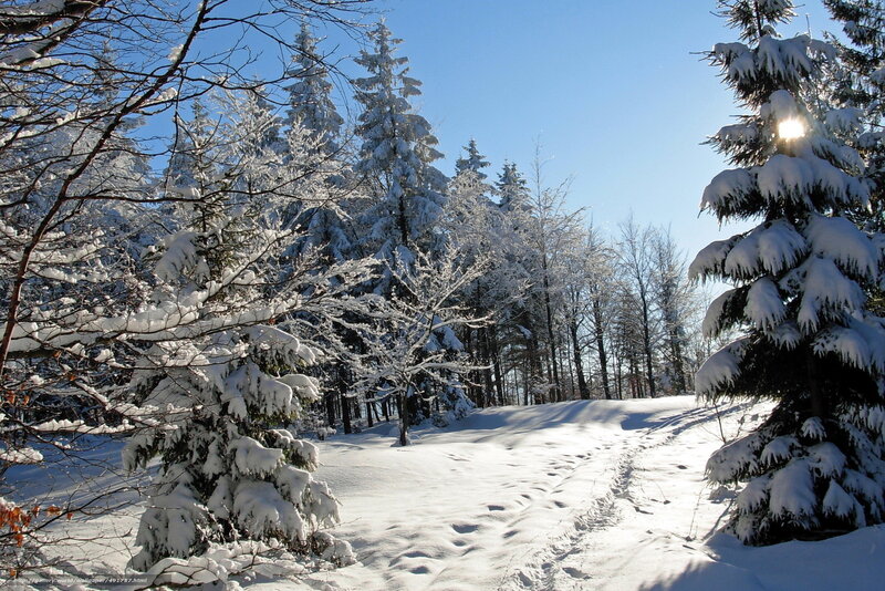 Snowy forest path in winter