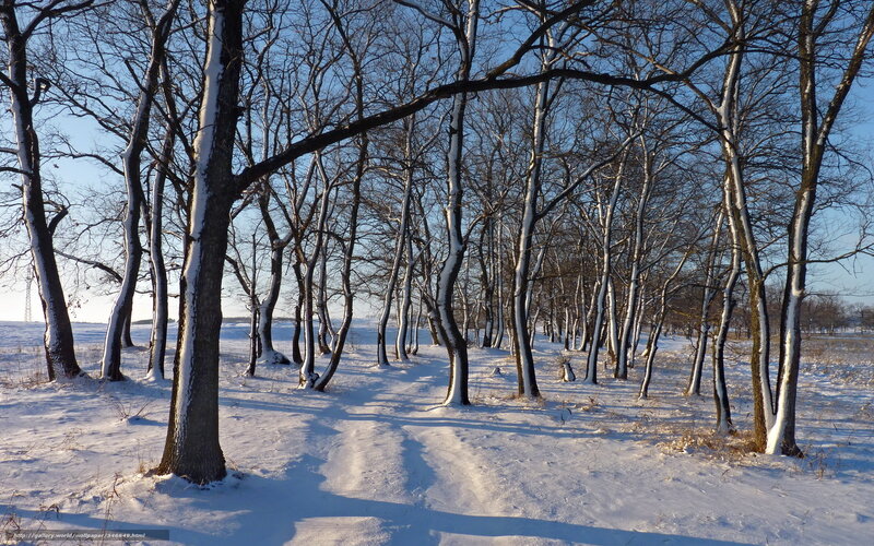 Snowy forest path in winter