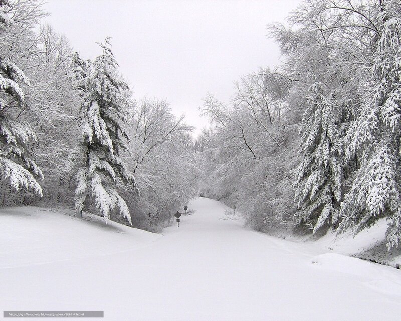 Snowy forest path
