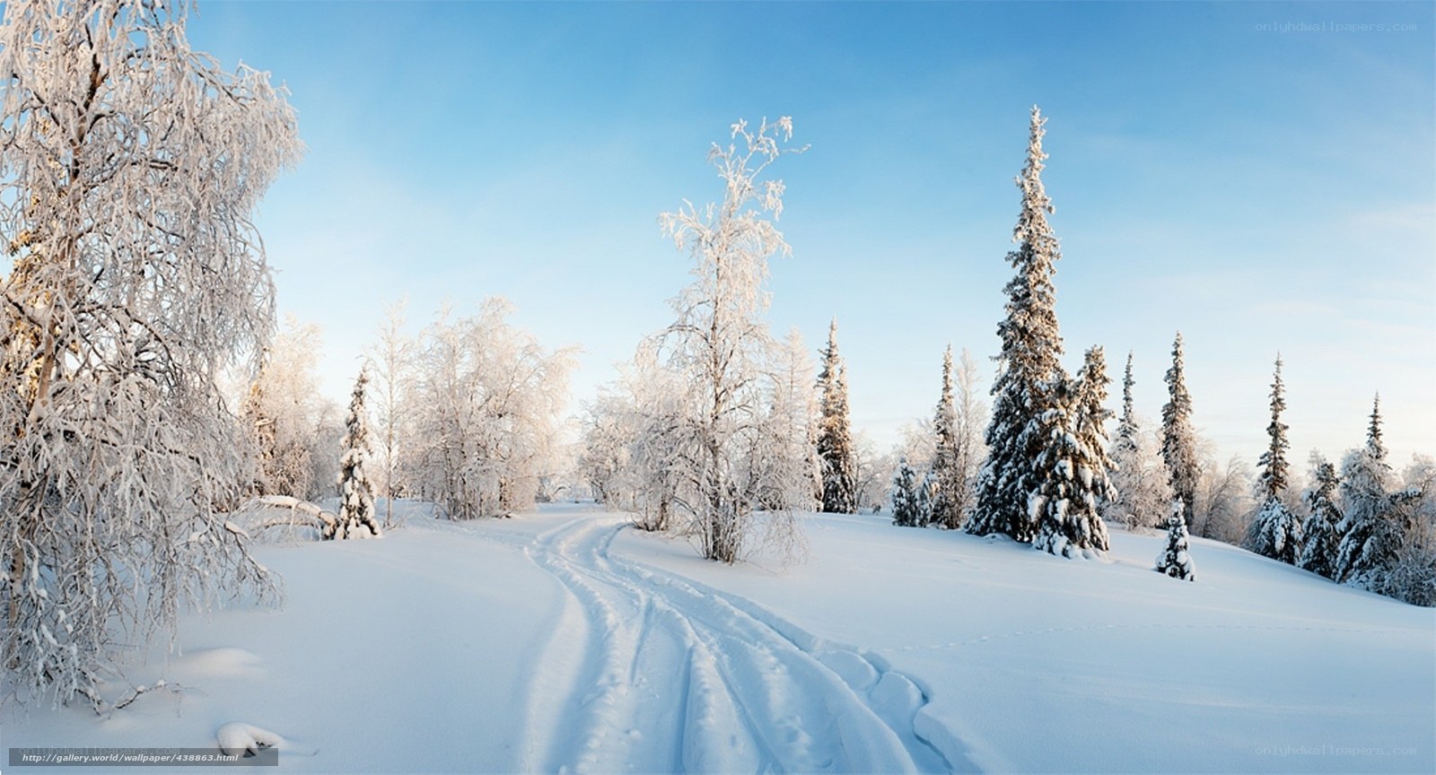 Snowy forest path under blue sky