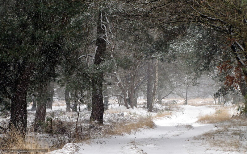 Snowy Forest Path — White, Calm