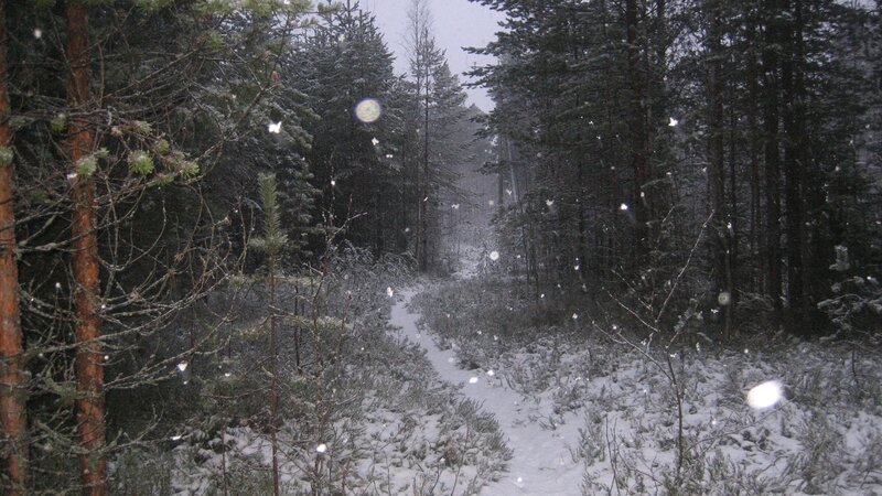 Snowy Forest Path — White, Calm, Winter