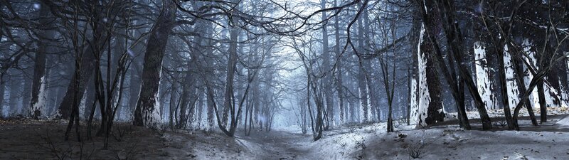 Snowy Forest Path — White, Dreary, Winter