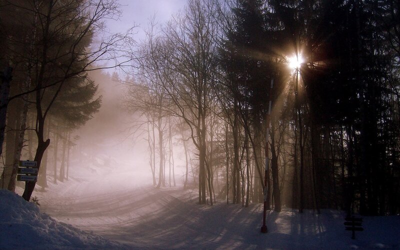 Snowy Forest Path — White, Misty