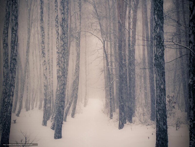 Snowy Forest Path — White, Misty, Winter, Photograph
