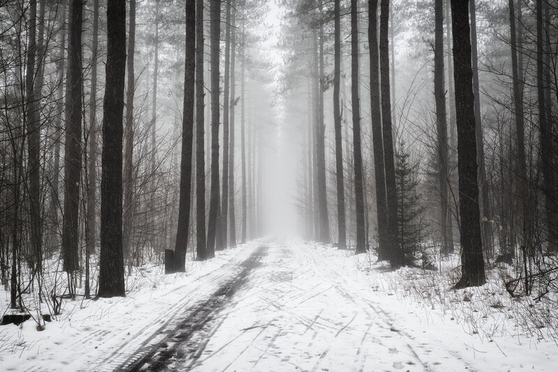 Snowy Forest Path — White, Misty, Winter, Photograph, Trees