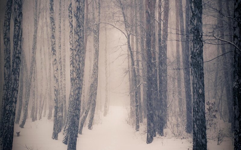 Snowy Forest Path — White, Misty, Winter