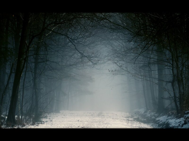 Snowy Forest Path — White, Mysterious