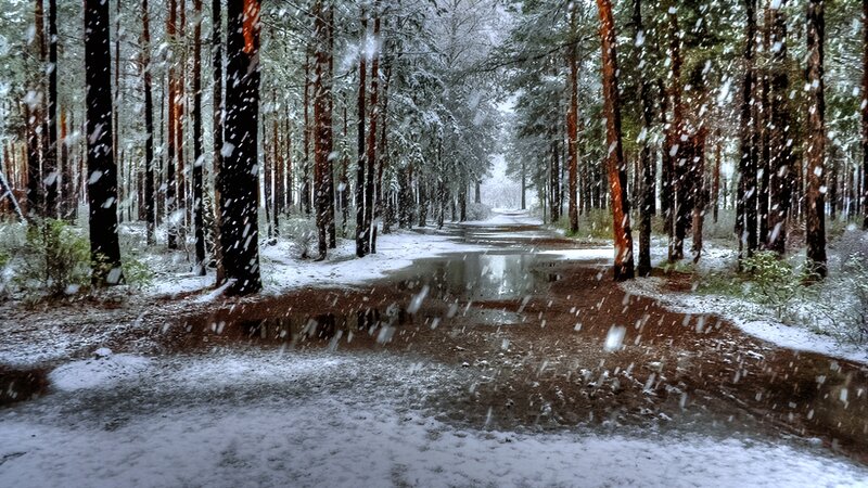 Snowy Forest Path — White, Serene, Winter, Photograph