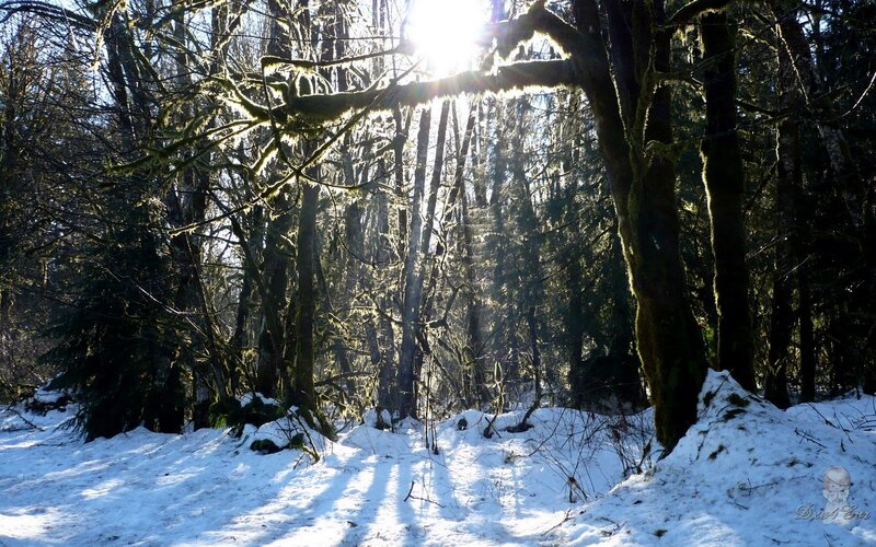 Snowy Forest Path — White, Serene, Winter, Photograph, Trees, Moss