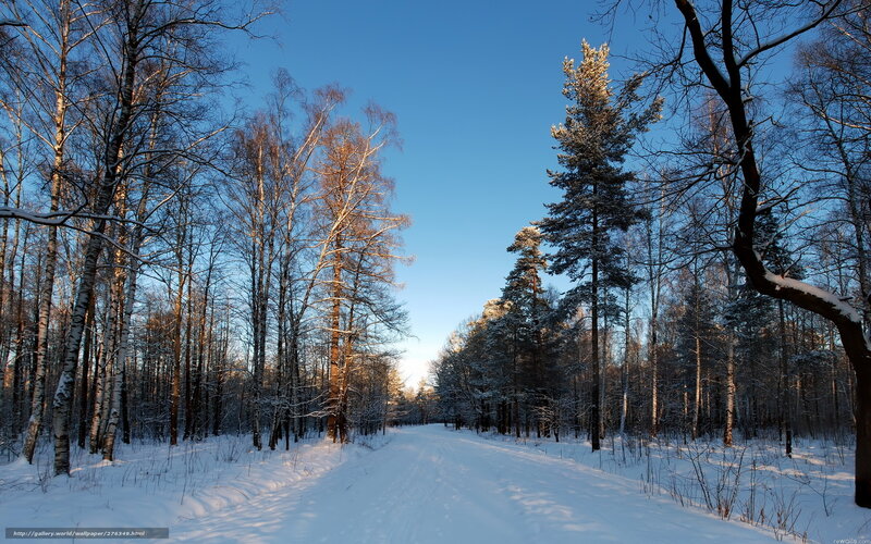 Snowy Forest Path — White, Serene, Winter, Photograph, Trees, Snow, Sky