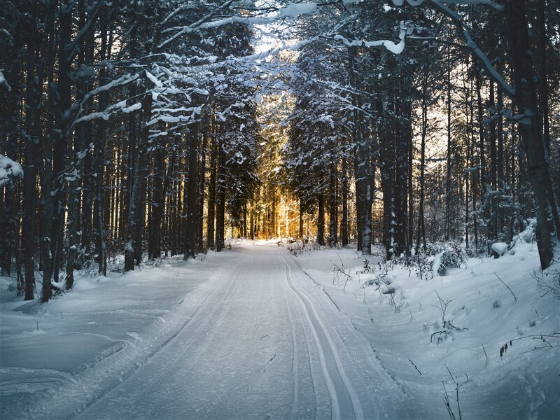 Snowy Forest Path — White, Serene, Winter, Photograph, Trees, Snow, Sunlight