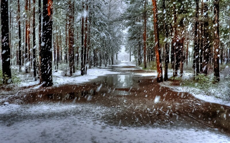 Snowy Forest Path — White, Serene, Winter, Photograph, Trees, Snow