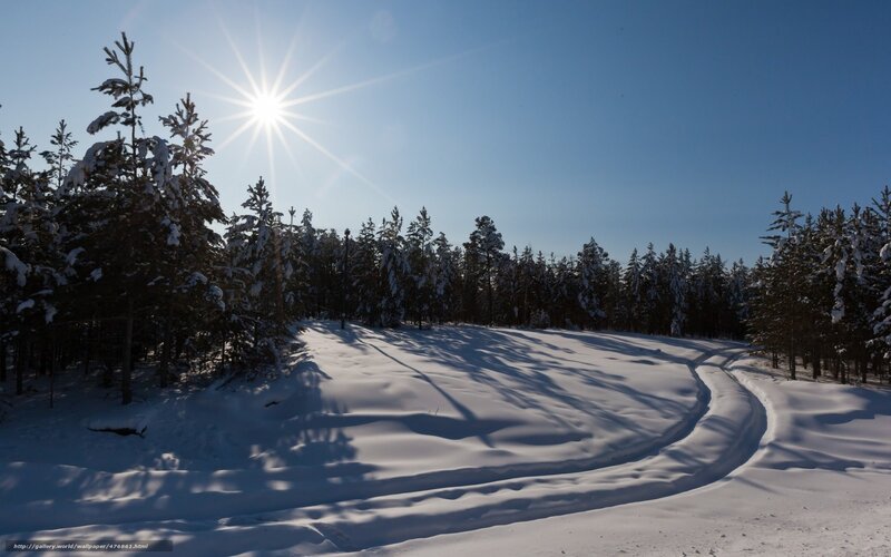 Snowy Forest Path — White, Serene, Winter, Photograph, Trees, Sun, Snow