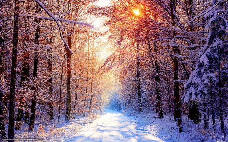 Snowy Forest Path — White, Serene, Winter, Photograph, Trees, Sun