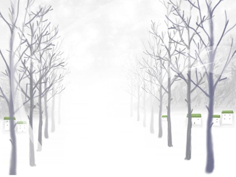 Snowy Forest Path — White