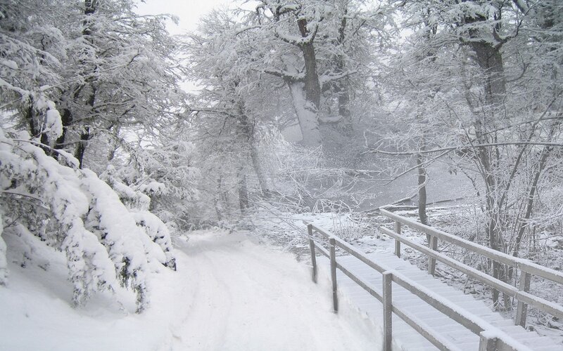 Snowy forest path with bridge