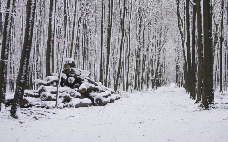 Snowy forest path with logs