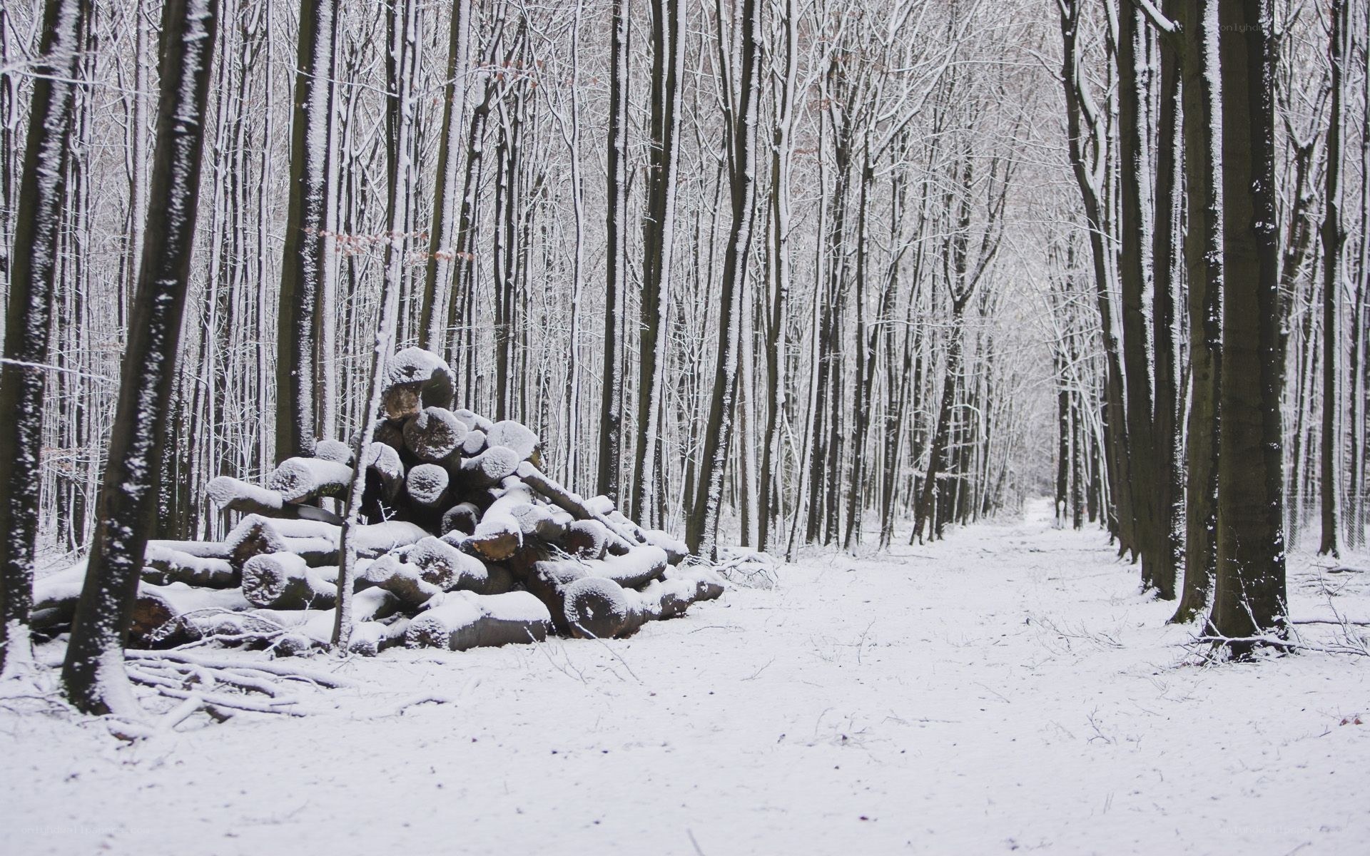 Snowy forest path with logs
