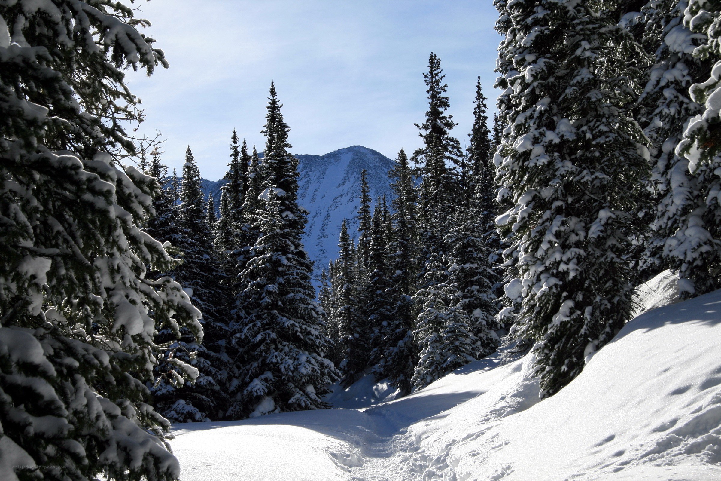 Snowy forest path with mountain view