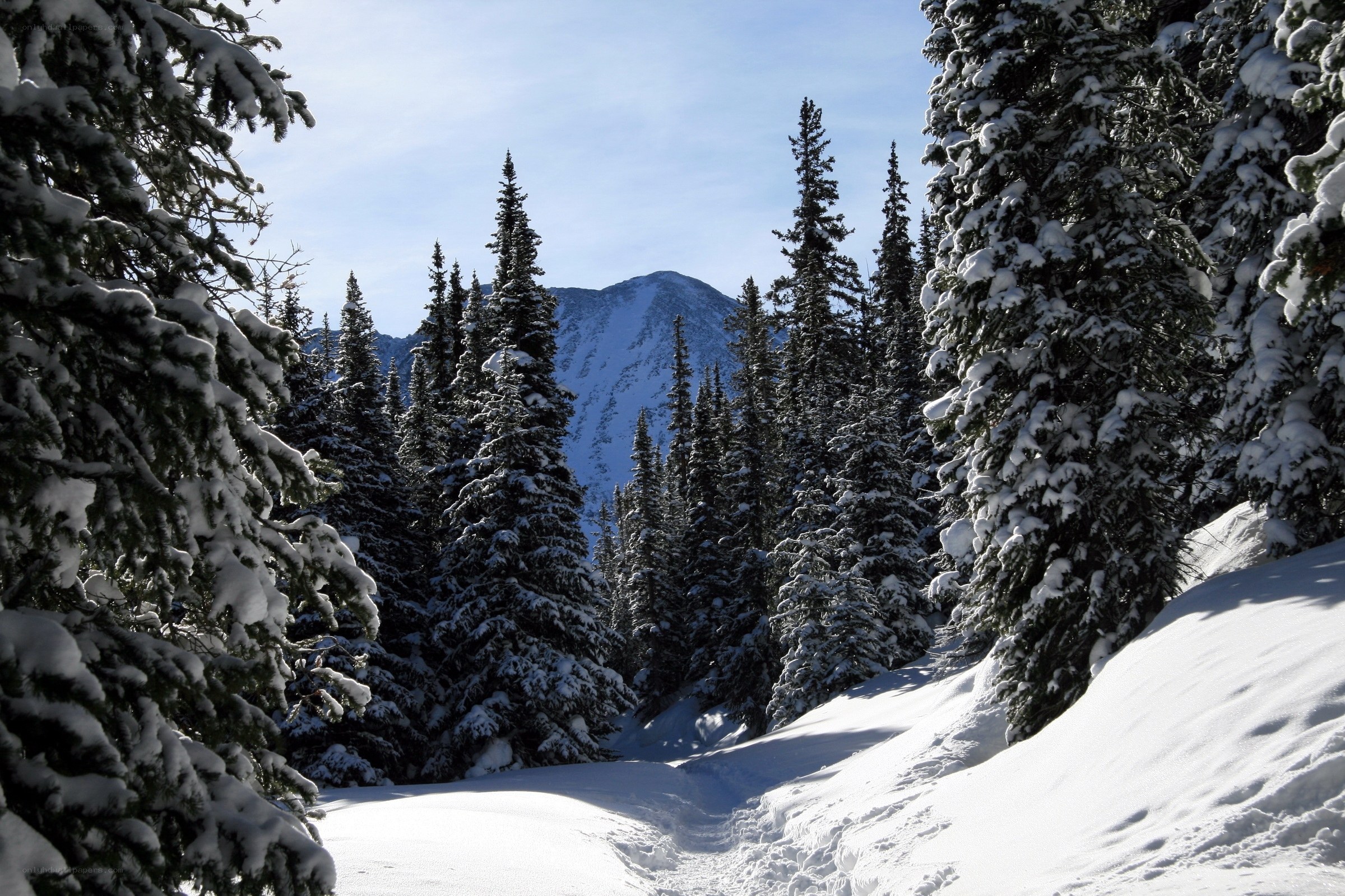 Snowy forest path with mountain view