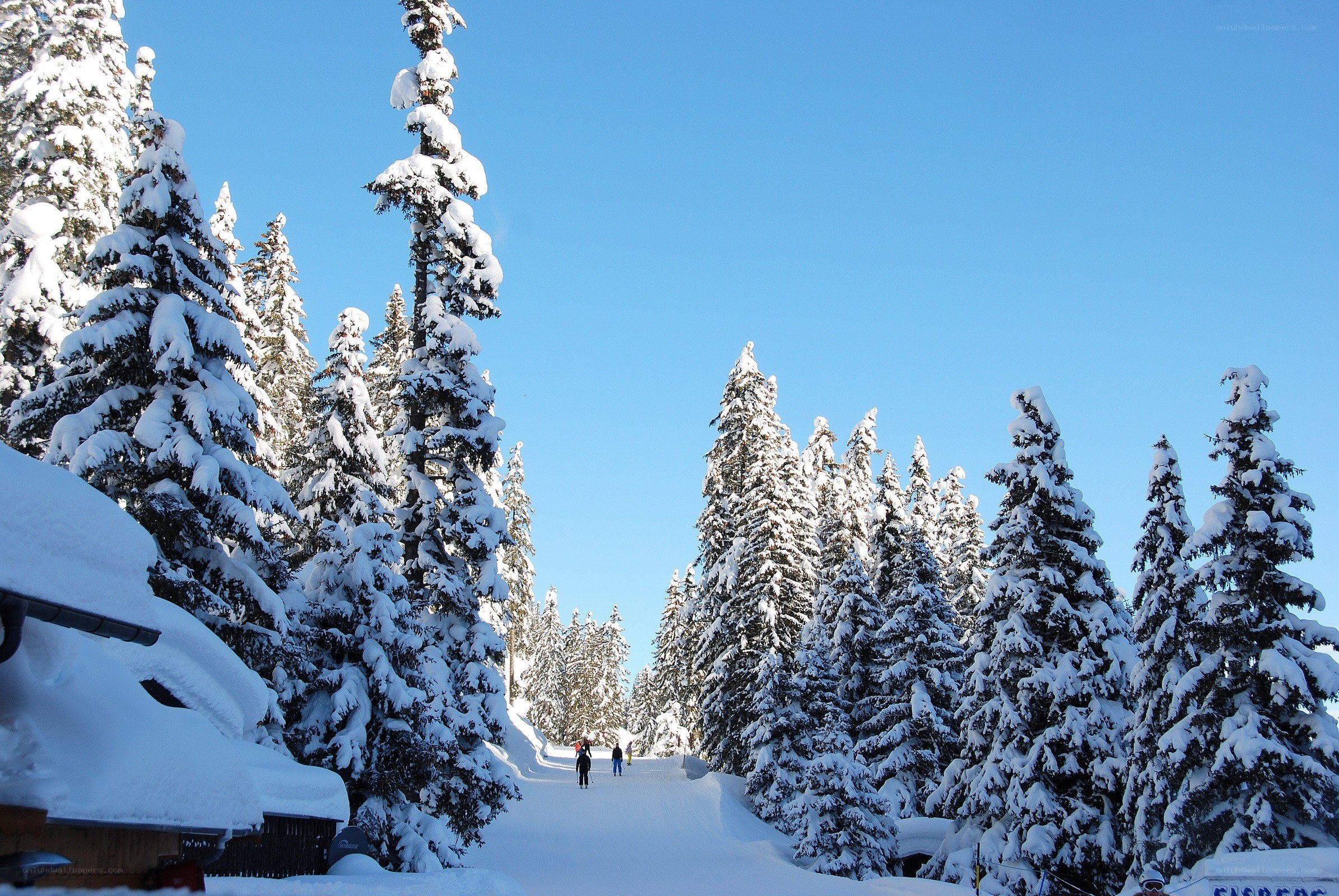 Snowy forest path with skiers