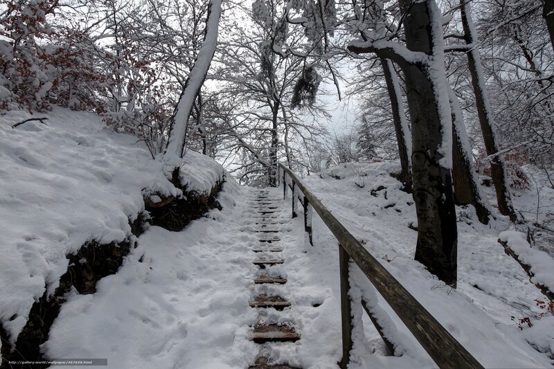 Snowy forest path with stairs