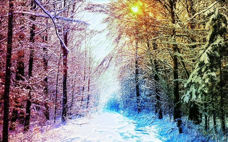 Snowy forest path with sun rays