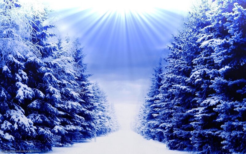 Snowy forest path with sun rays