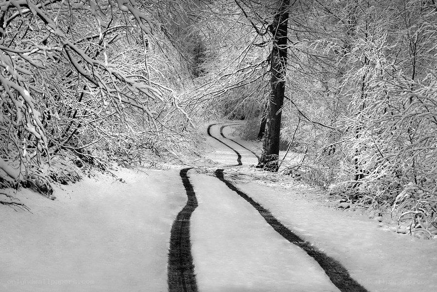 Snowy forest path with tire tracks