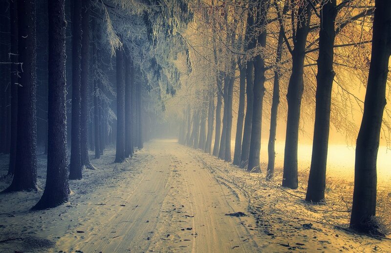 Snowy Forest Path — Yellow, Serene, Winter, Photograph
