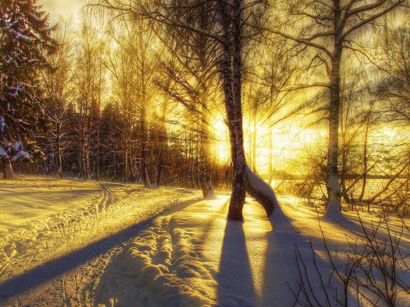 Snowy Forest Path — Yellow, Serene, Winter