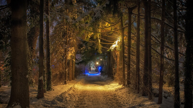 Snowy Forest Path — Yellow