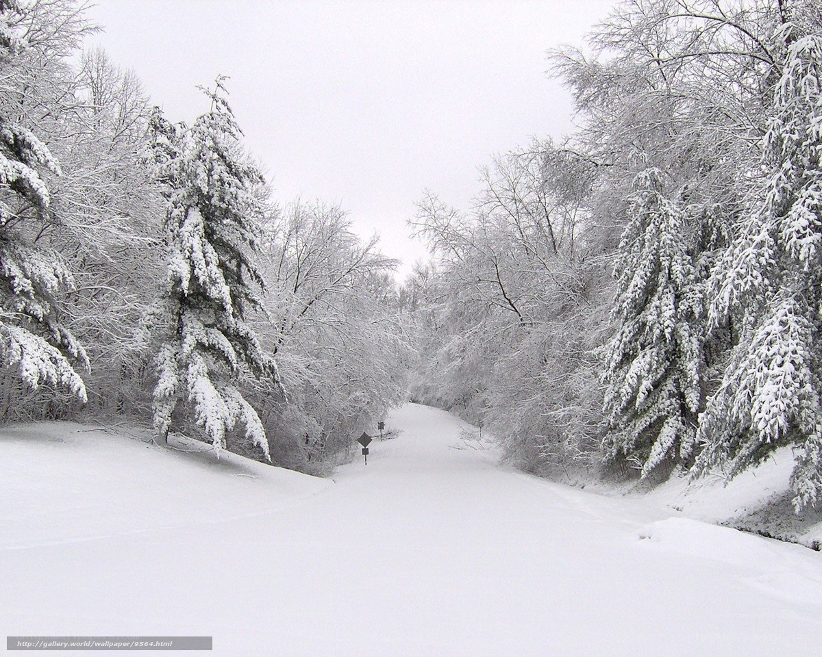 Snowy forest path