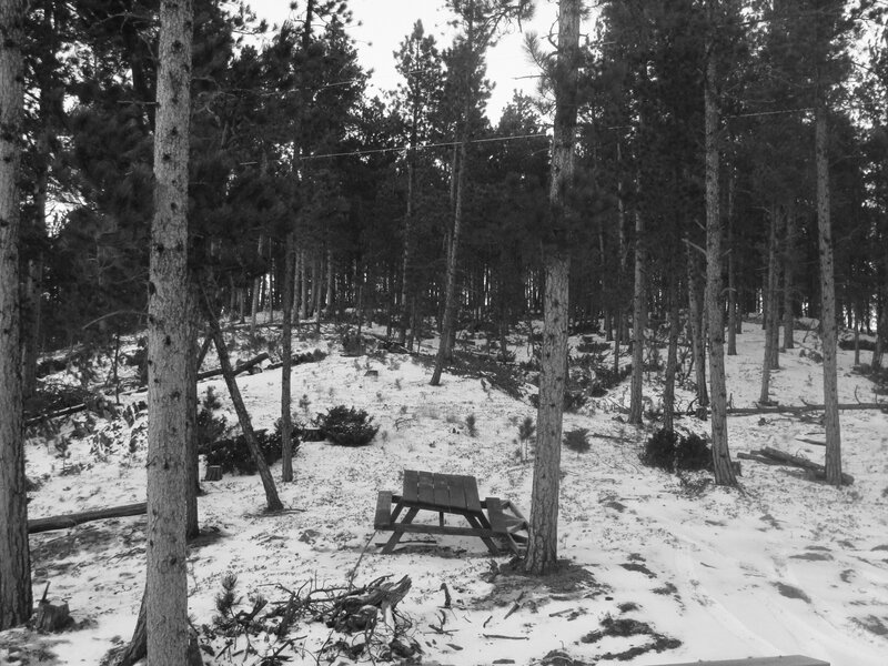 Snowy forest picnic area