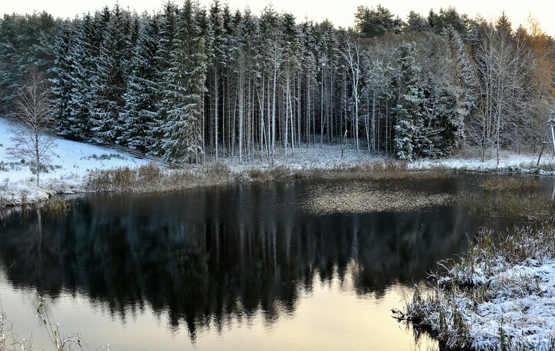Snowy forest pond reflection