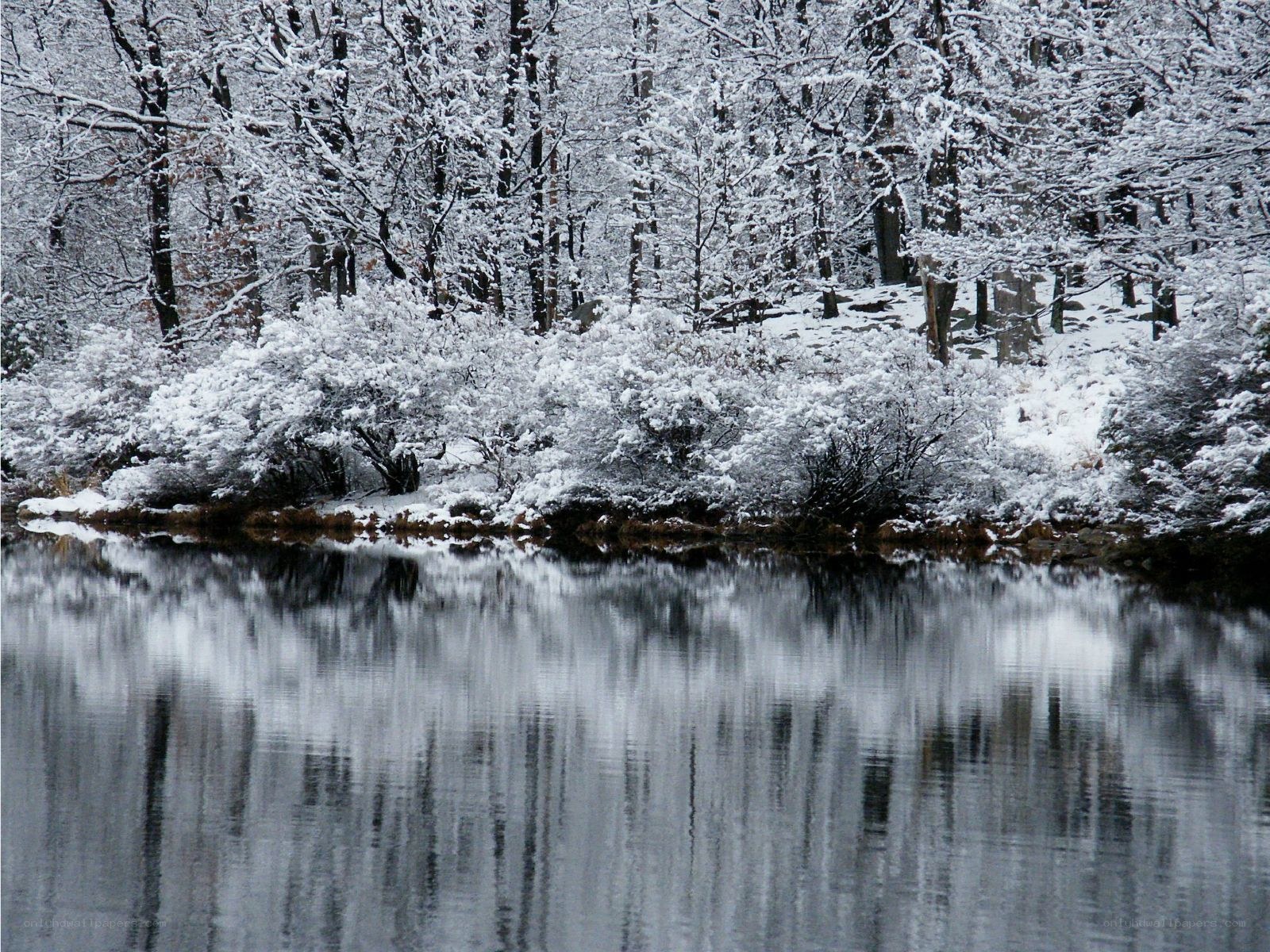 Snowy forest reflected in a lake