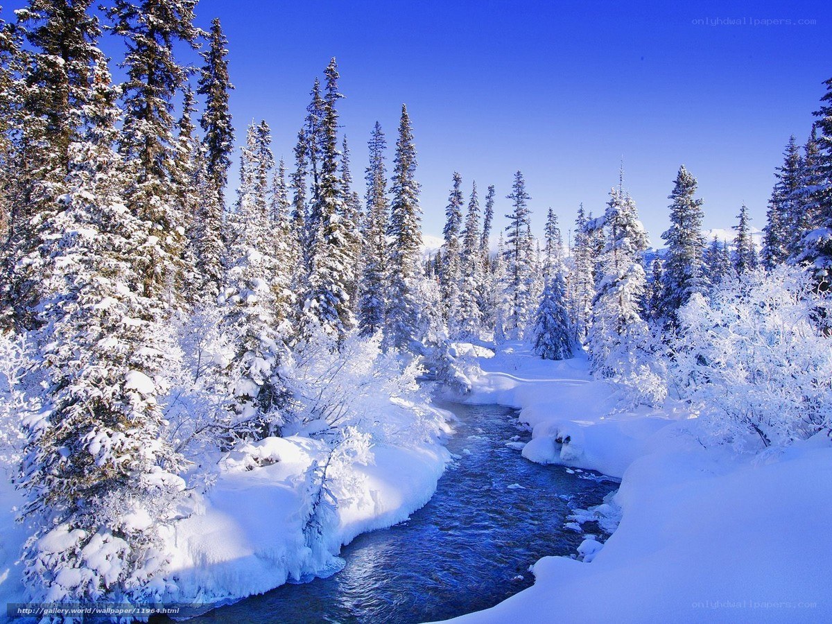 Snowy forest river landscape