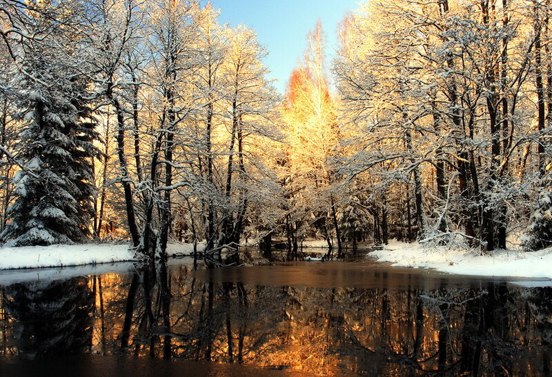 Snowy forest river reflection