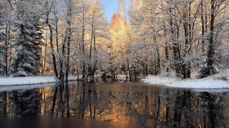 snowy forest river reflection