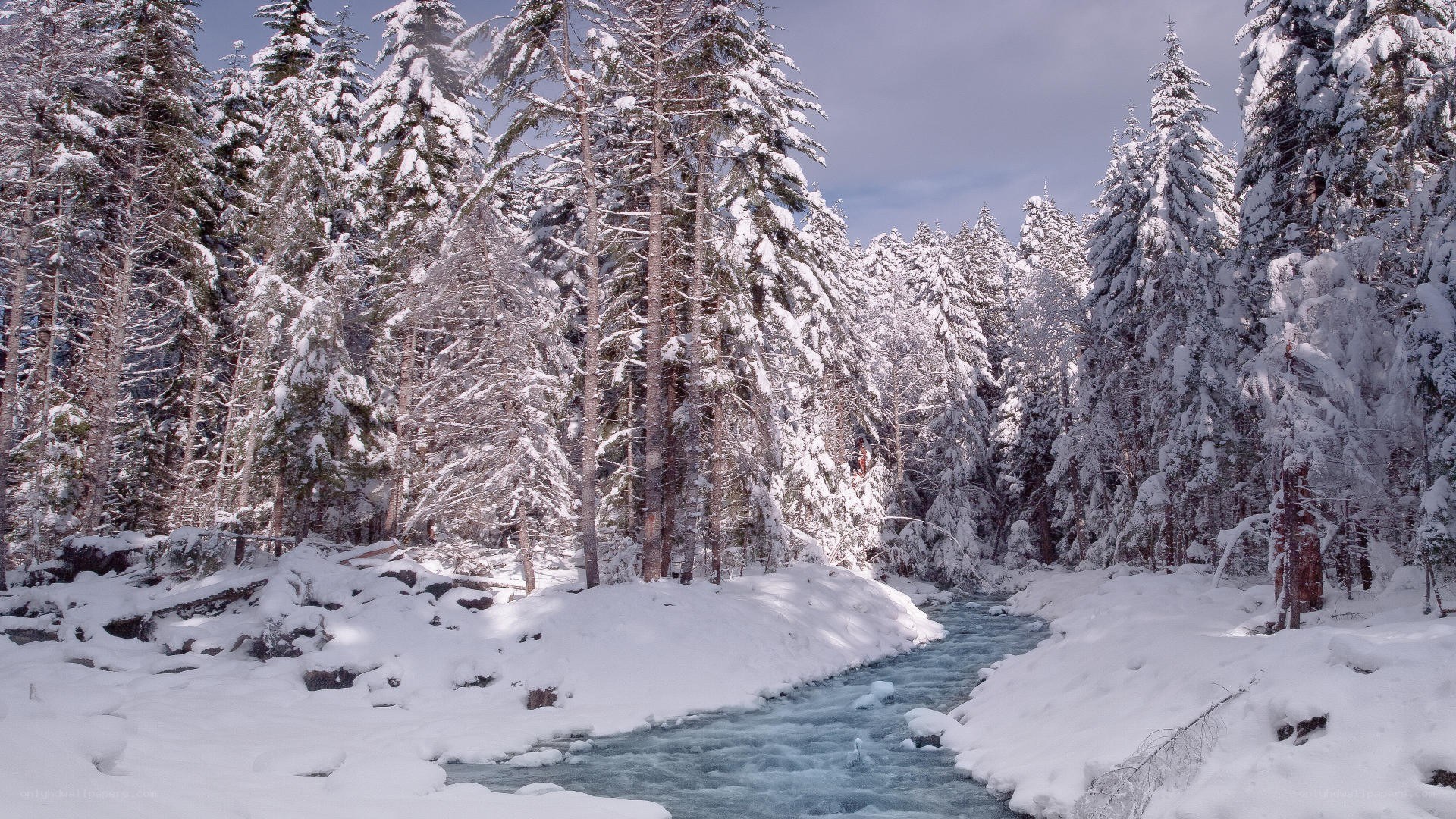 snowy forest river scene