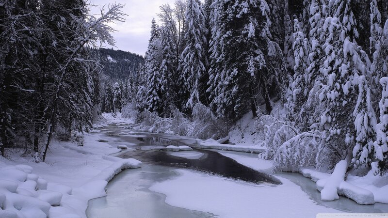 Snowy forest river scene