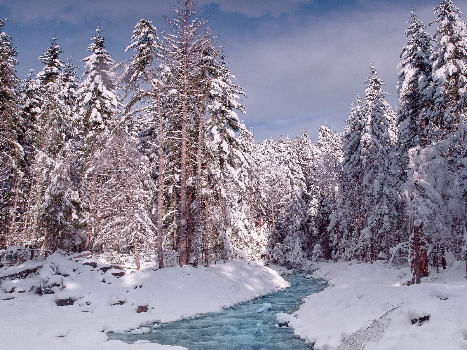 Snowy forest river scene